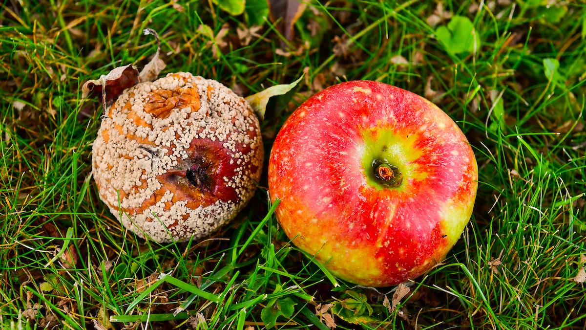 Ett äpple drabbat av svampangrepp bredvid ett friskt äpple