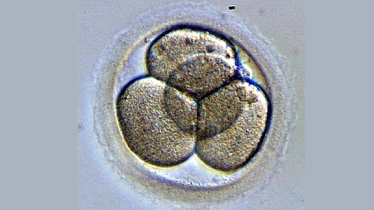 Ett två dagar gammalt mänskligt embryo. Forskare har nu framställt syntetiska mänskliga embryon. 