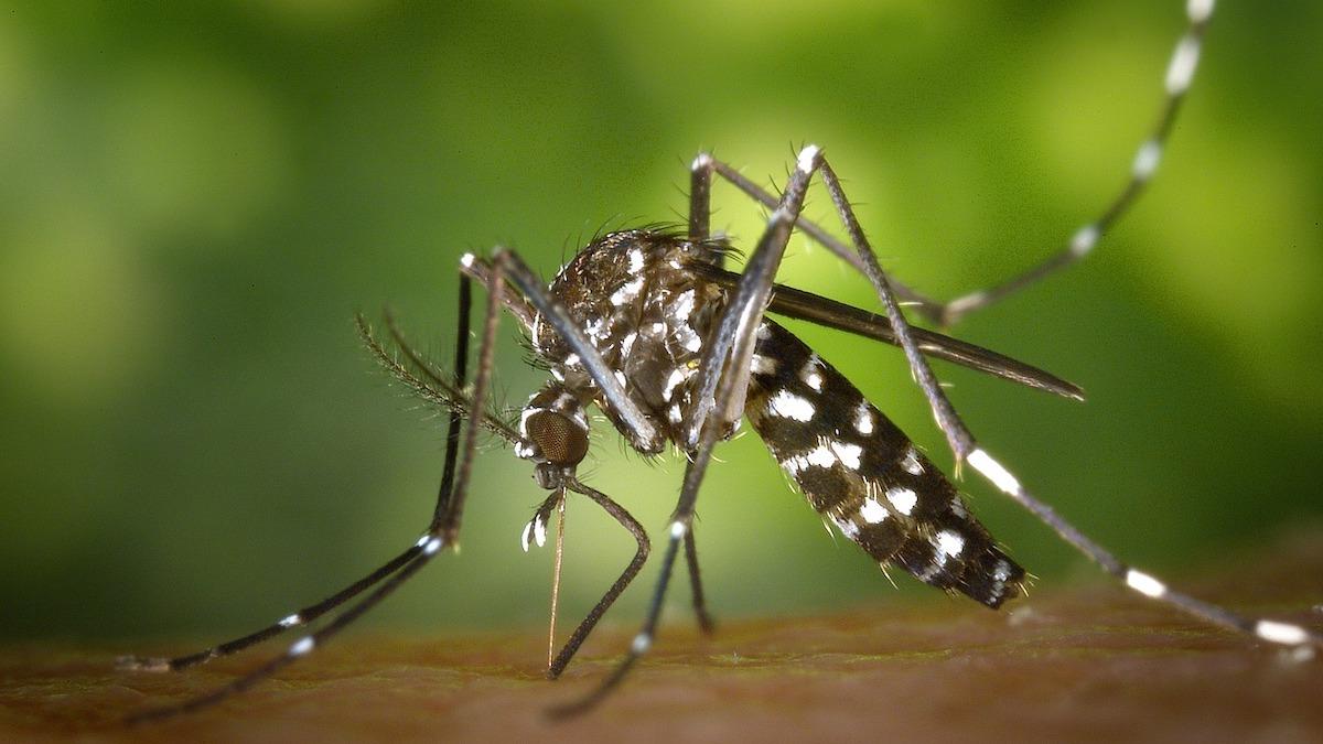 Myggors snablar inspirerar forskare till utformningen av nya injektionsnålar