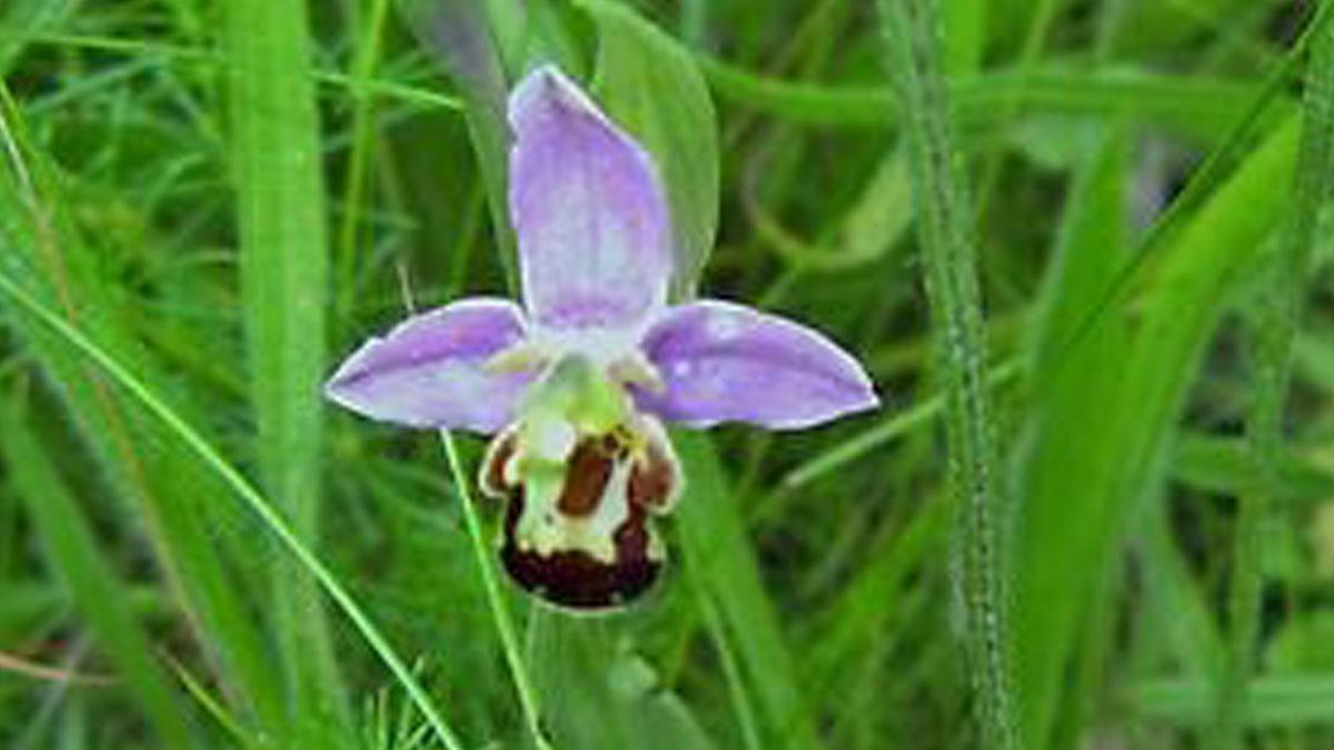 orkidén