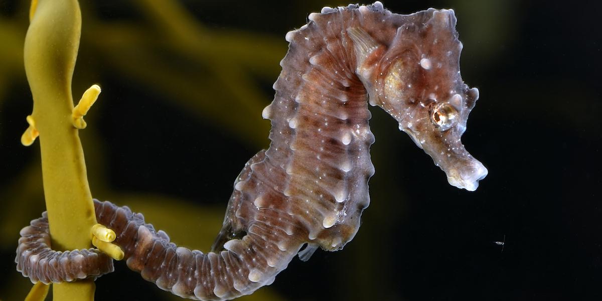 Kortnosad sjöhäst, en sådan hittades i Bohuslän i juli, det var första gången en sjöhäst upptäckts i Sverige.