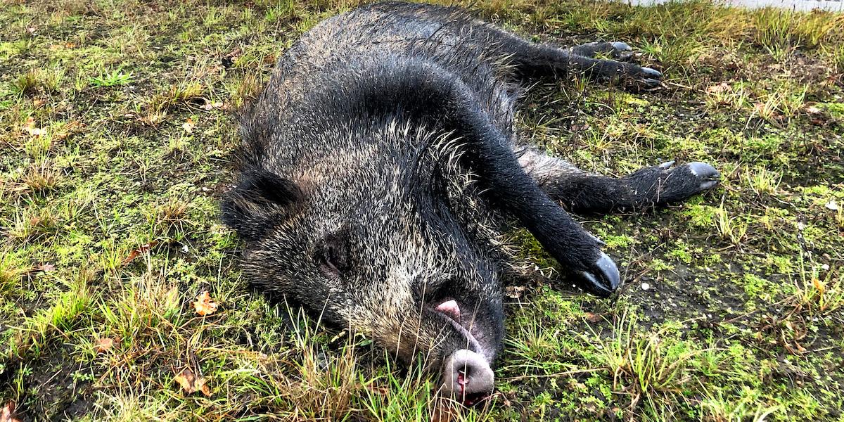 Ett dött vildsvin som hittats i Fagerstatrakten har testat positivt för den allvarliga virussjukdomen afrikansk svinpest