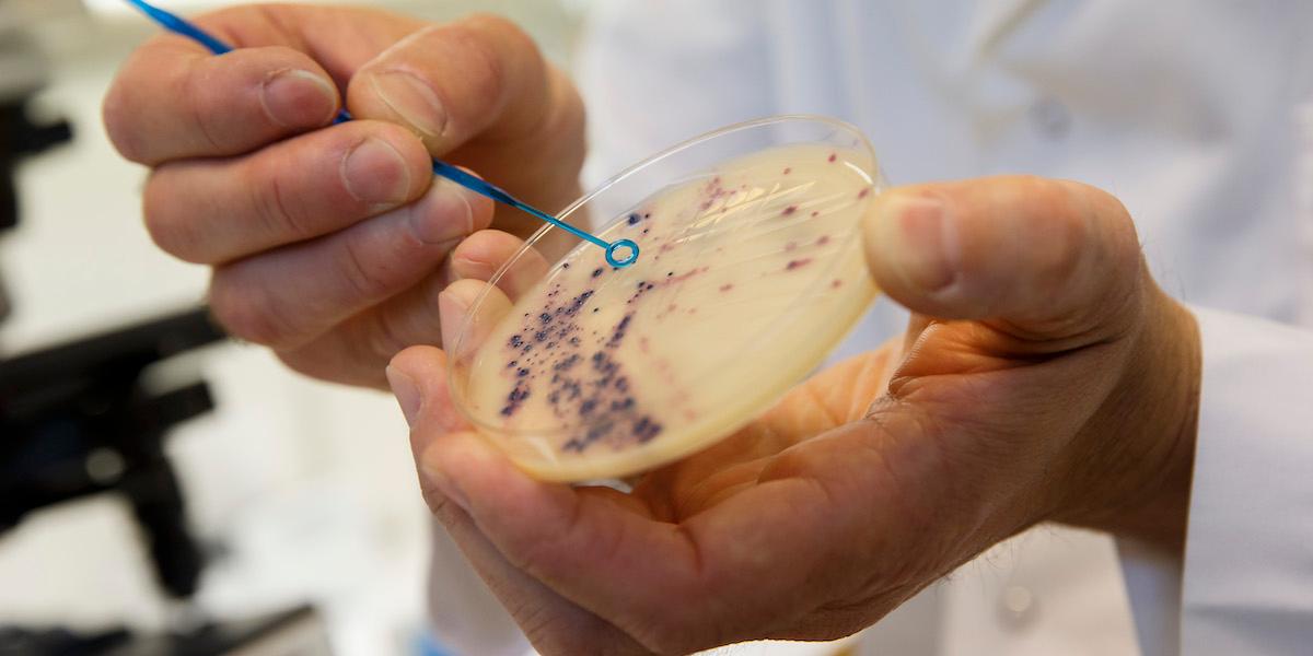 Meticillinresistenta Staphylococcus aureus-bakterier, MRSA. Nu har forskare hittat ett nytt antibiotikum som är effektivt mot dessa antibiotikaresistenta bakterier
