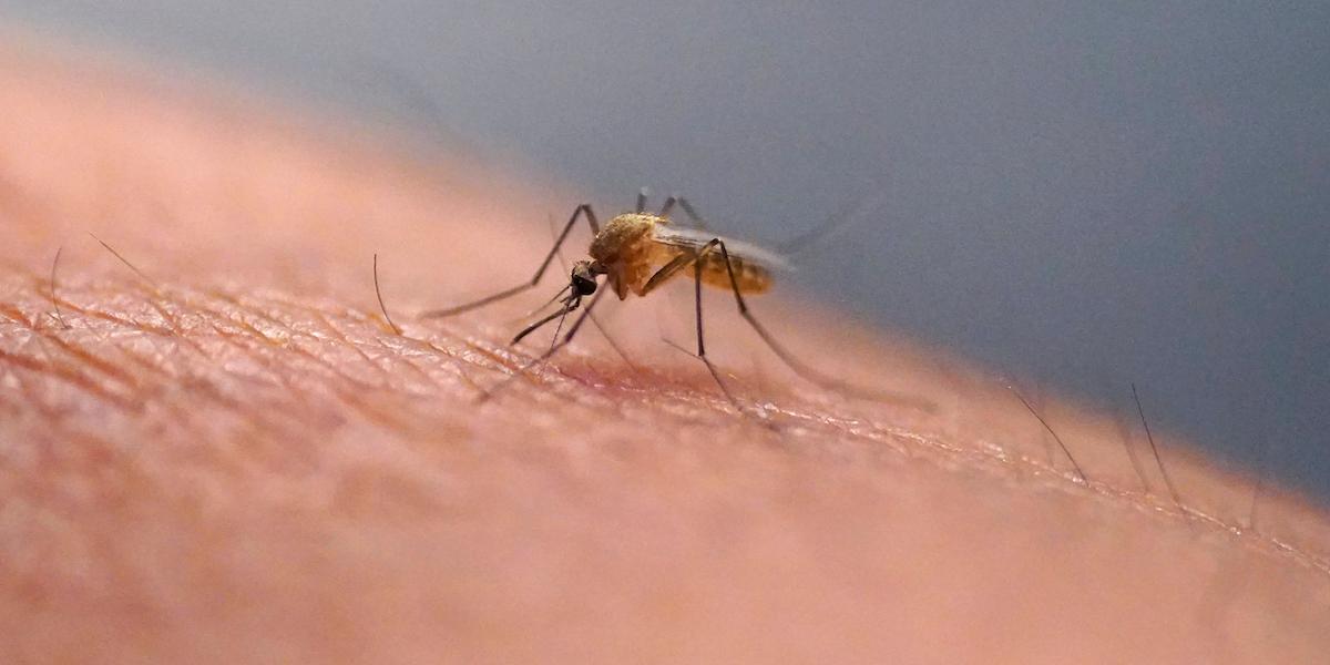 Klimatförändringarna gör att denguefeber sprider sig längre norrut på jordklotet, när myggorna som sprider den flyttar