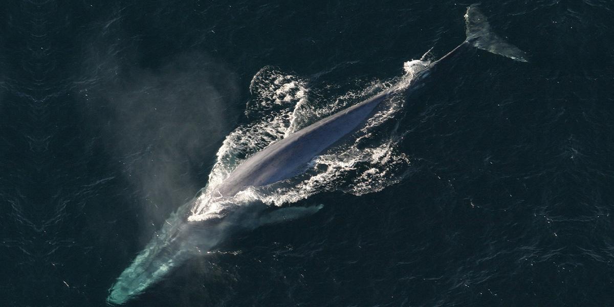 Forskare har funnit att blåvalen har återvänt till havet runt Seychellerna