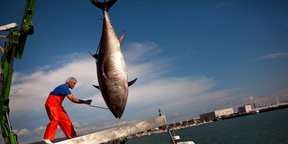 Tonfiskindustrin värderas till drygt 434 miljarder kronor, men branschen har problem