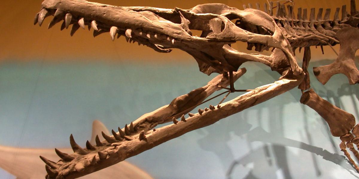Skallen av en annan pliosaur på, Wyoming Dinosaur Center, i Thermopolis, Wyoming, USA.