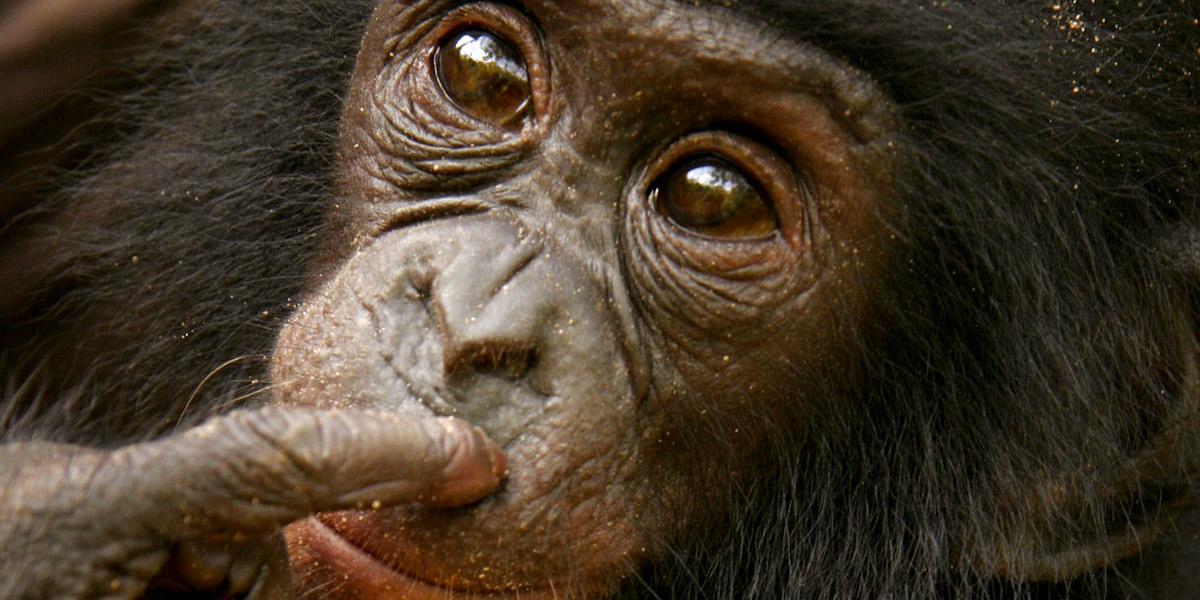 En bonobo, eller dvärgchimpans. En ny studie visar att de kan känna igen gamla bekantas ansikten efter flera år
