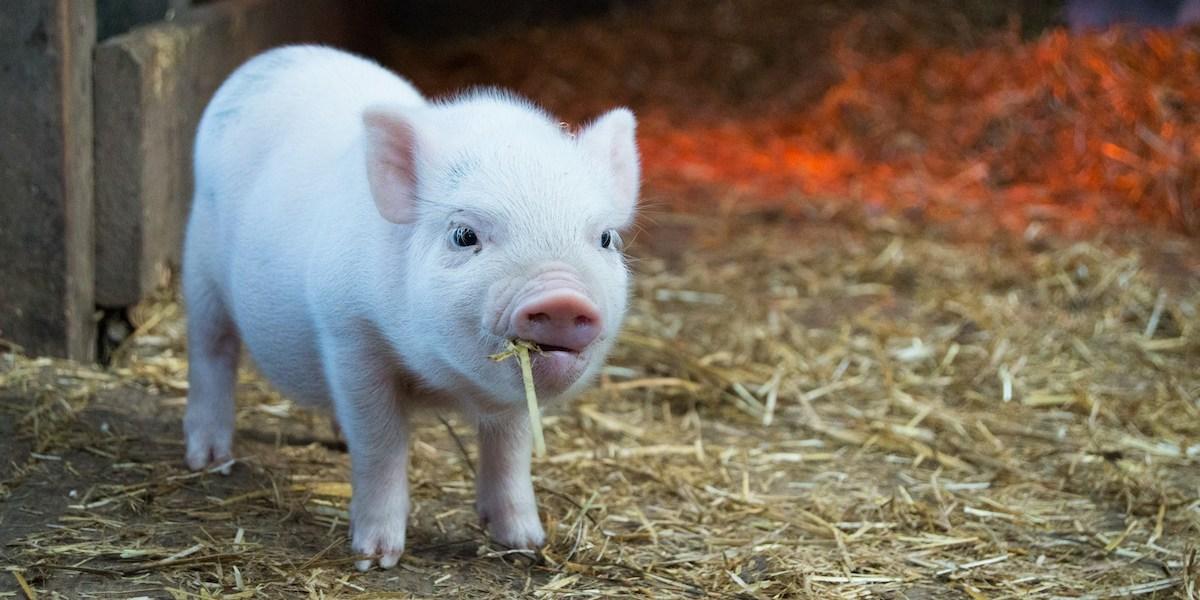 Kan organ från genmodifierade grisar lösa organbristen