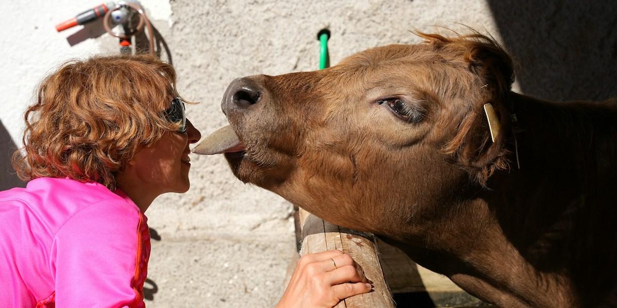 Pussa inte boskap om du vill undvika salmonella, de lömska bakterierna växer naturligt i flera djurs tarmar och kan hamna på deras fötter och i deras pälsar när de bajsar
