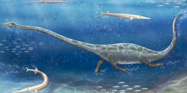Konstnärs tolkning av Dinocephalosaurus orientalis, en långhalsad havsreptil som levde i ett grunt hav i dagens sydöstra Kina för 240 miljoner år sedan