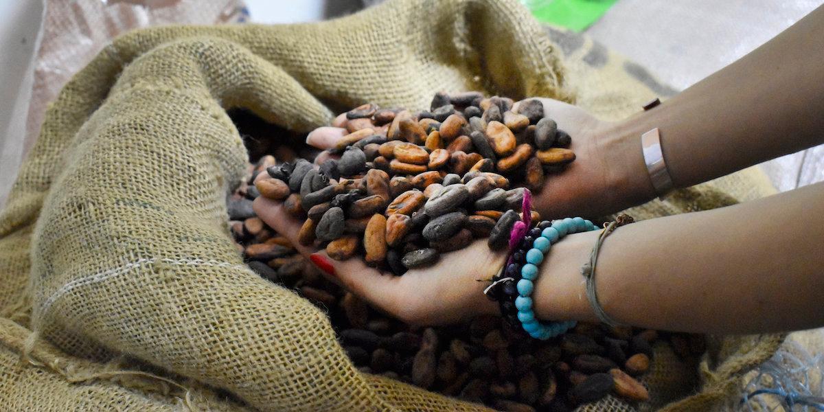 Kakao som säljs till EU får inte orsaka avskogning enligt en ny förordning och det kan göra att choklad blir dyrare