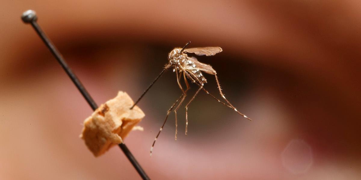 Mygga av arten Aedes aegypti som är den art som genmodifierats för att bekämpa denguefeber