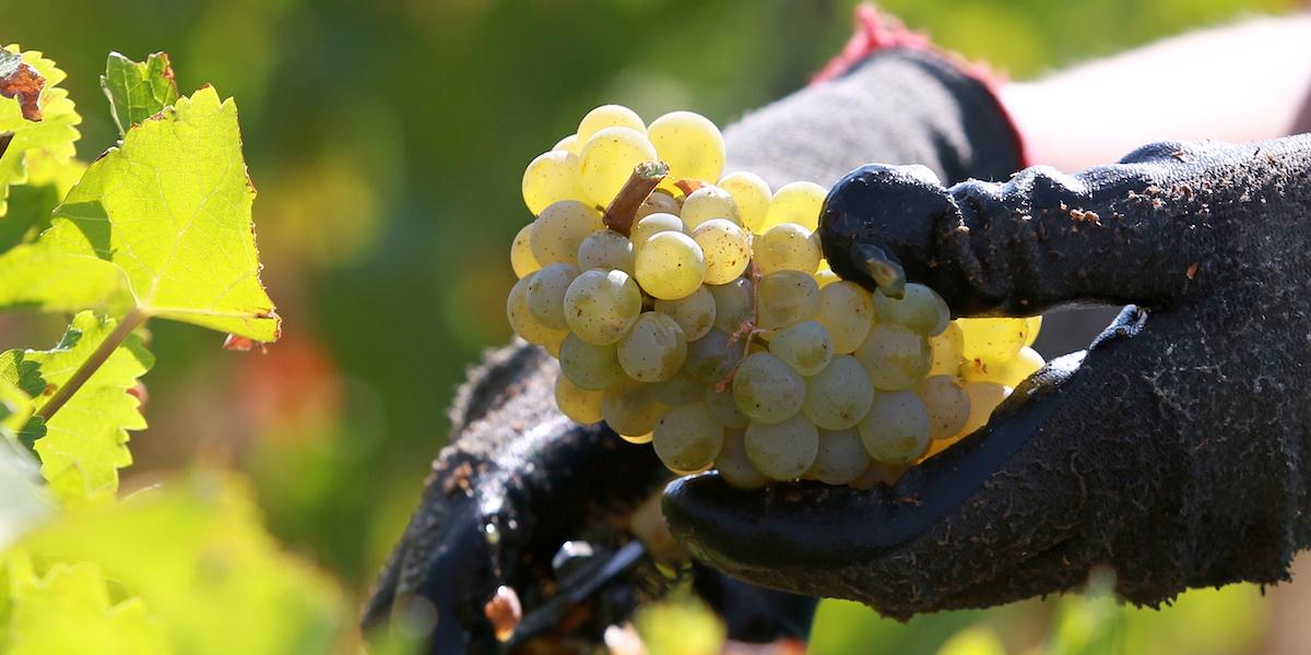 Nu hänger världens druvor löst. En nyligen publicerad studie visar att flera traditionella vinregioner kan vara ett minne blott vid århundradets slut.