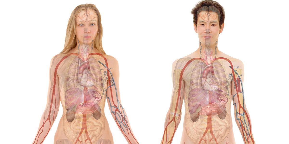 Forskare har kommit på ett sätt att mäta den biologiska åldern på enskilda organ i kroppen