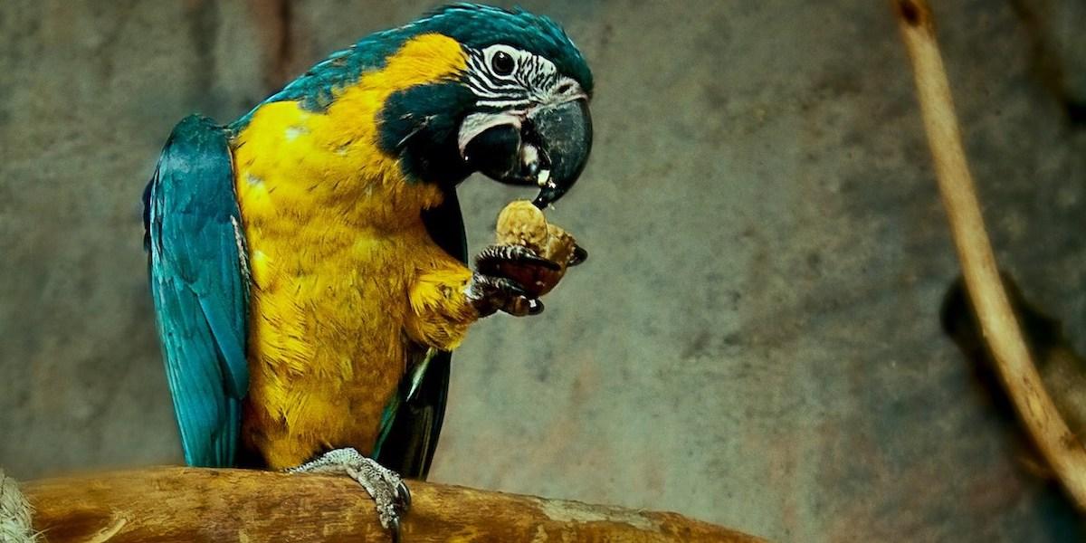 Papegojor är intelligenta husdjur som behöver mycket stimulans.