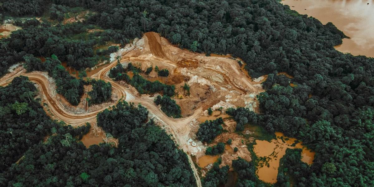Trädavverkningen i Brasilien och Colombia minskade kraftigt förra året