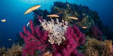 KorallKorallrev i Medelhavet. De ökande havstemperaturerna hotar nu världens korallrev