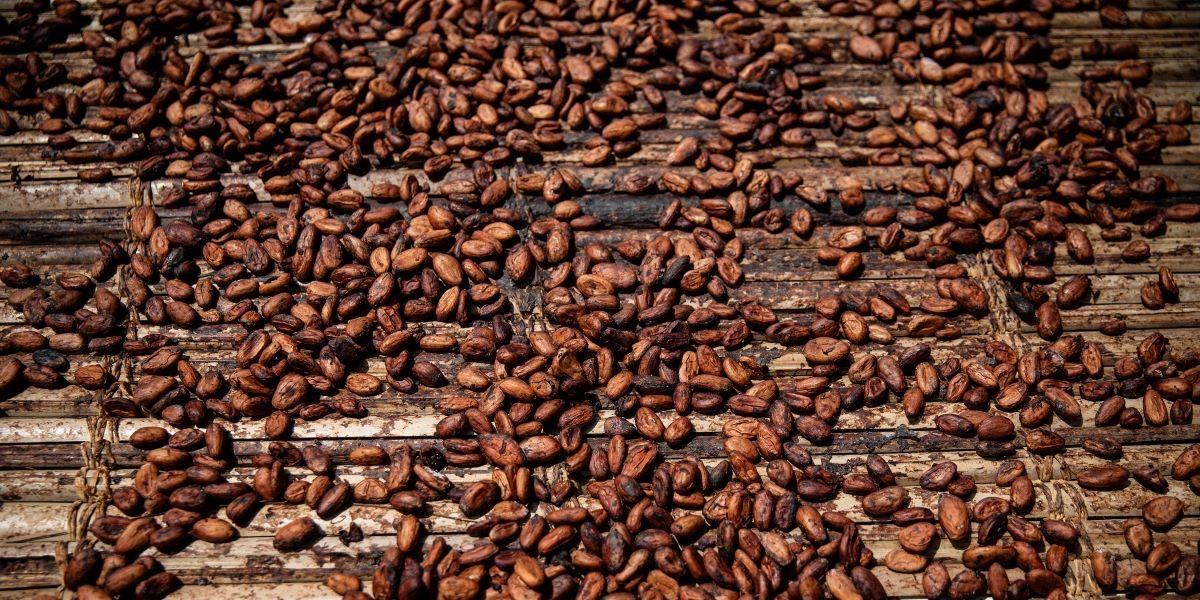 Kakaopriset kan halveras till nyår enligt ny rapport