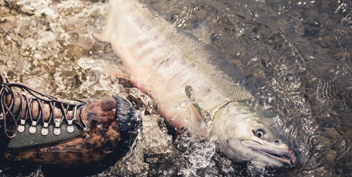 Död fisk i vattnet hittas av person.