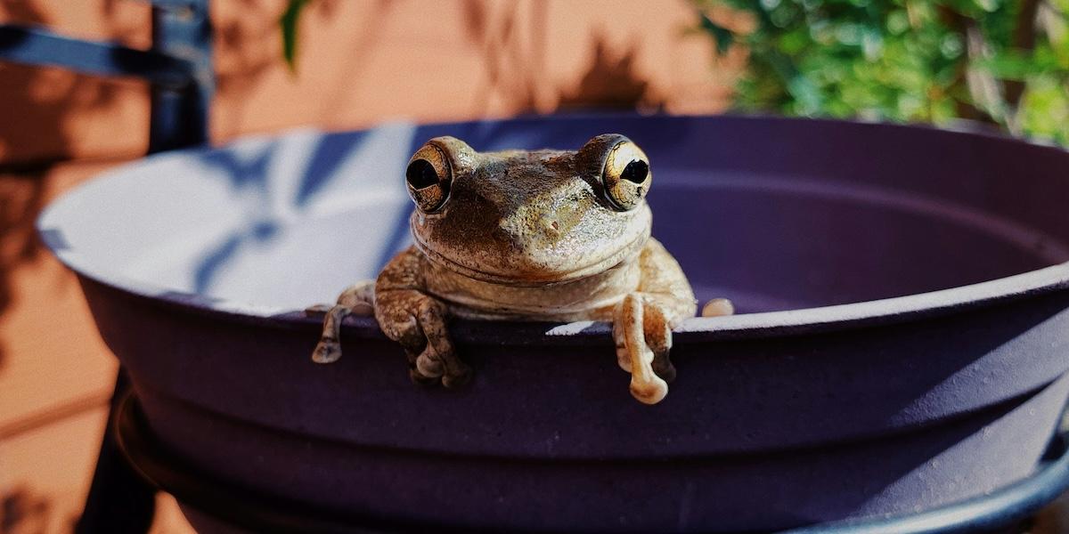 Vår demokrati riskerar att urholkas på samma sätt som grodan som kokas långsamt.