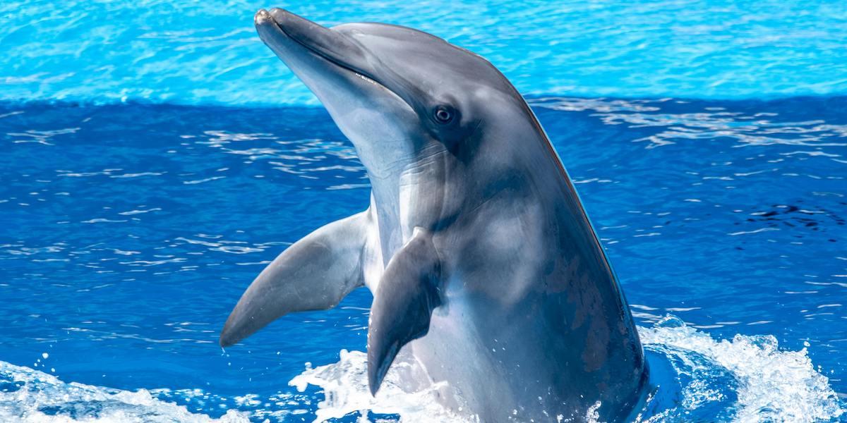 Forskare har hittat tungmetaller i ofödda delfiner