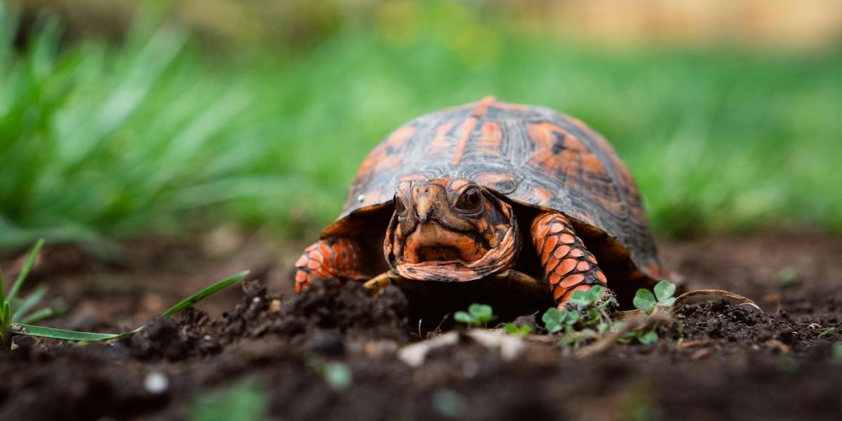 Skyddade sköldpaddor har vid flera tillfällen hittats gömda i strumpor vid försök till smuggling.