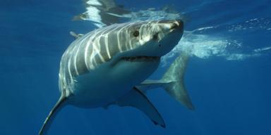 Forskarna har upptäckt förändringar hos hajar i en ny studie. (Foto: Unsplash)