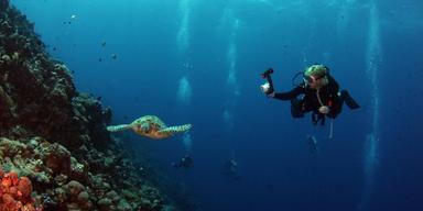 Forskare har kommit på att "superkoraller" kan hjälpa till att rädda världens rev.