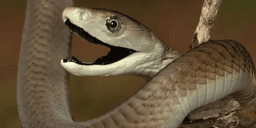 Forskarupptäckt kan göra det lättare att överleva ormattack