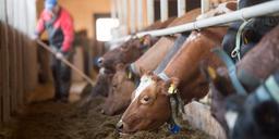 Svenskt lantbruk en riktig mjölkkossa – igen