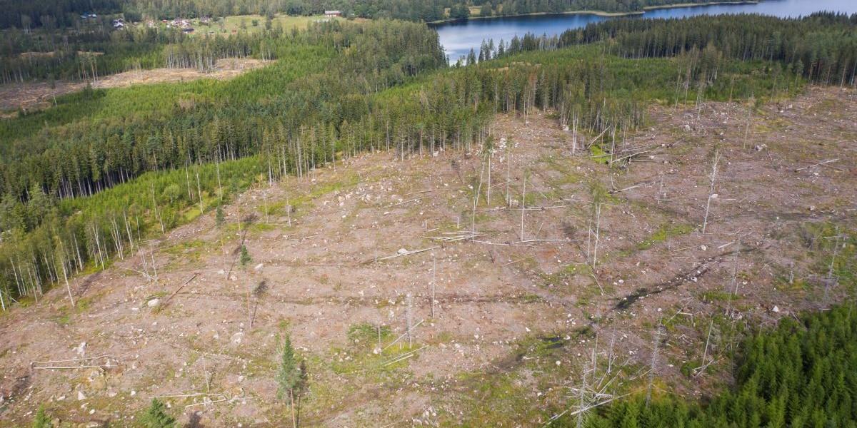 Avskogningen fortsätter och världen missar ännu ett klimatmål