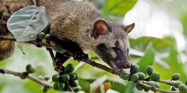 Världens dyraste kaffe plockas ur djurs avföring