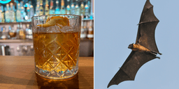 Tequilan hotad: "Utan fladdermöss – ingen sprit"