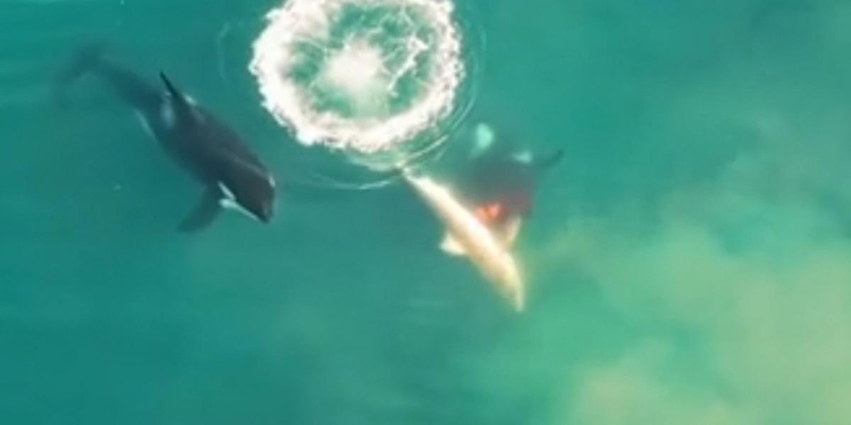 Späckhuggare syns jaga och döda en vithaj i Sydafrika.