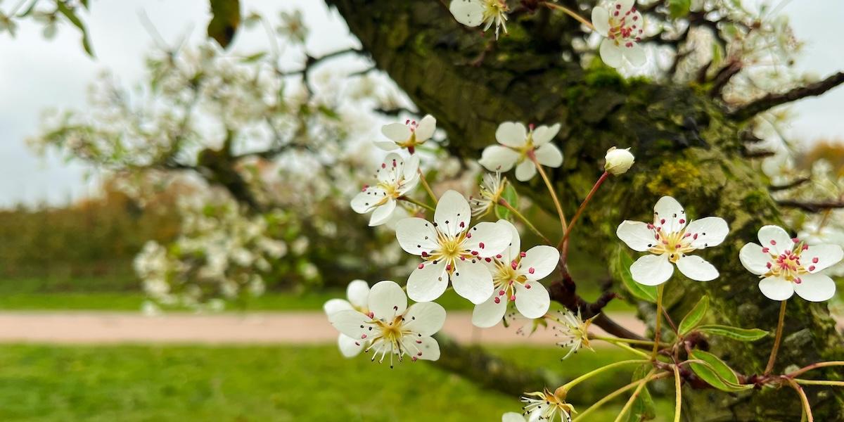 På kiviks musteri blommar frukträden mitt i vintern.