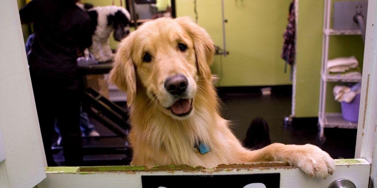 Forskare: De flesta djur skrattar