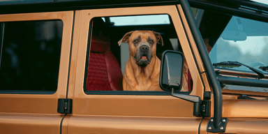 En hund platsar helt naturligt i en sådan här bil. (Foto: Helderburg)