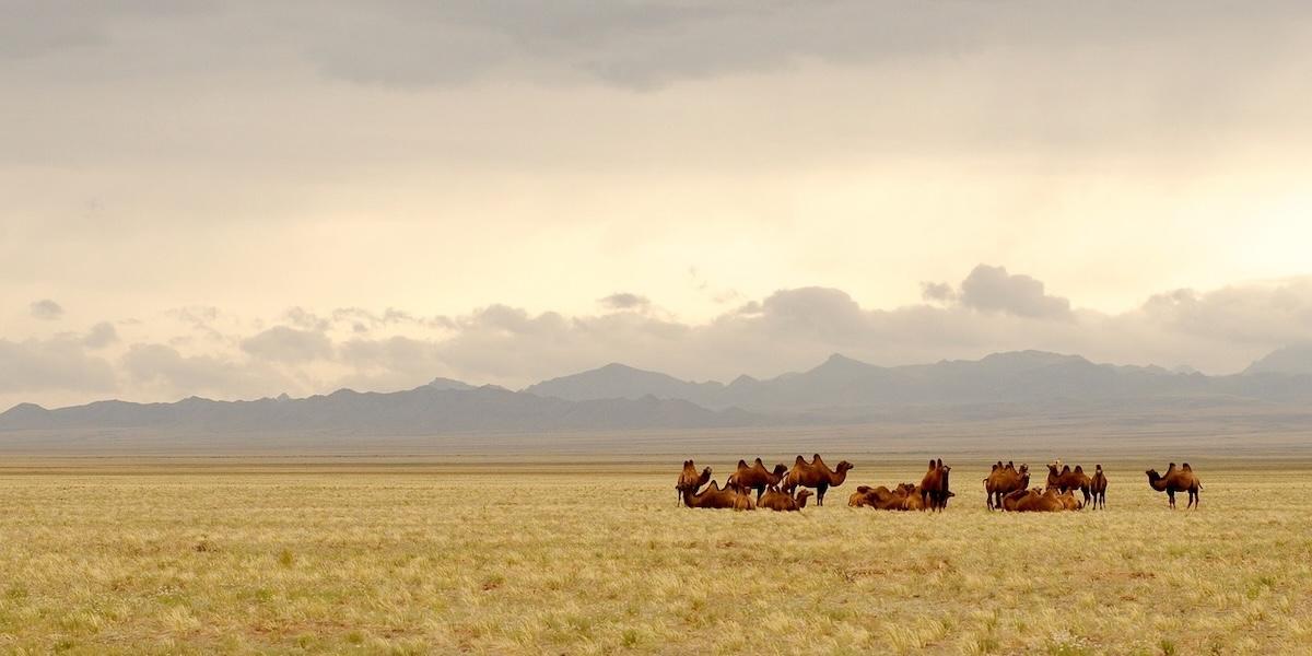 Gobiöknen var tidigare betydligt frodigare än vad den är idag, men med forskning kan vi planera bättre för framtidens klimat.